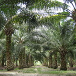 Palmová plantáž v Malajsii