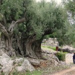 Olivovnik na řecké Ithace